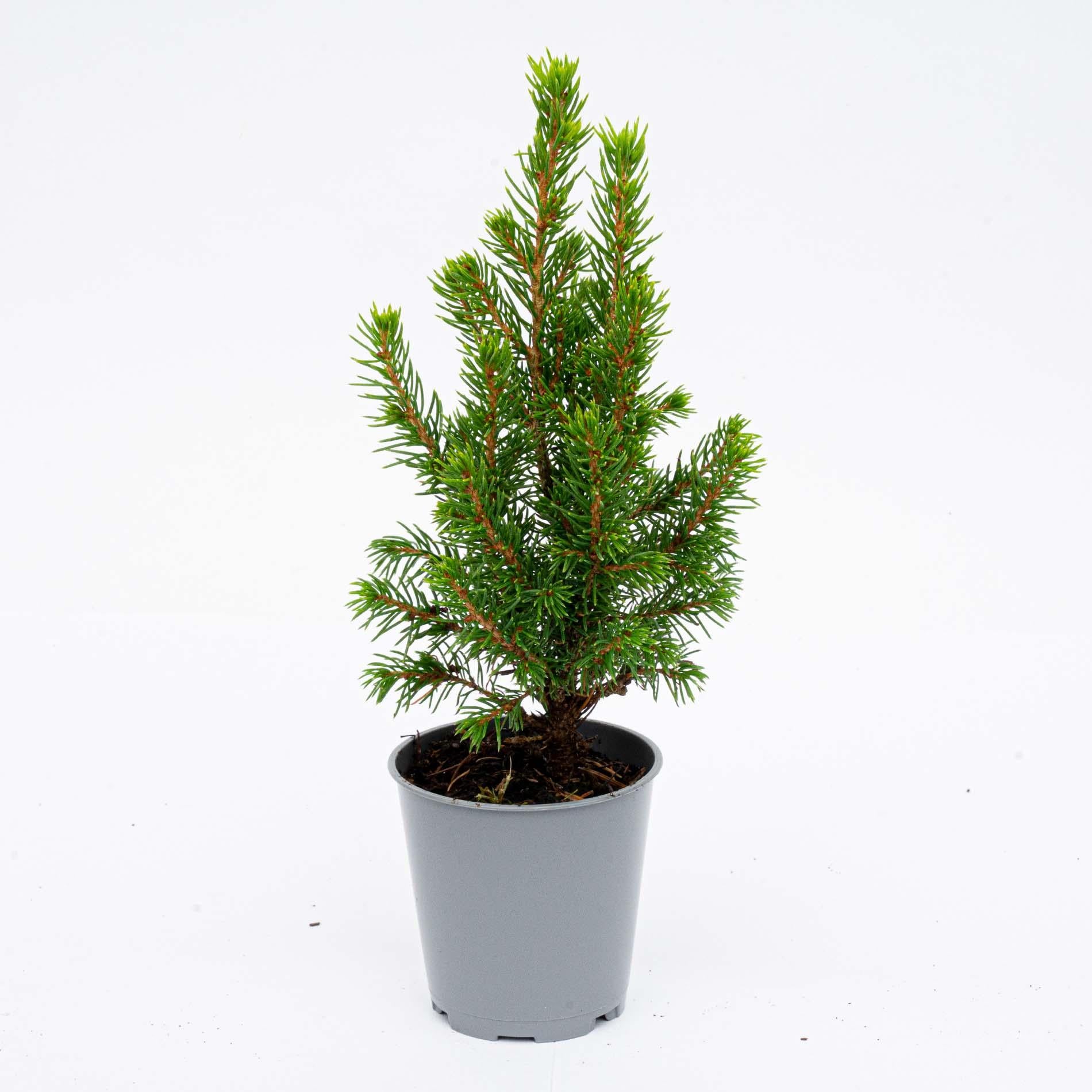 3x Mini-kerstboom - ↑15-20 cm - Ø 6 cm Picea Glauca Perfecta