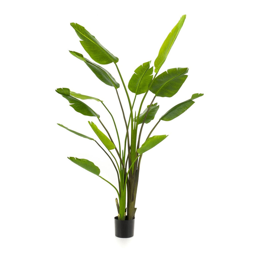Strelitzia nicolai - 180 cm - In zwarte pot - Kunstplant