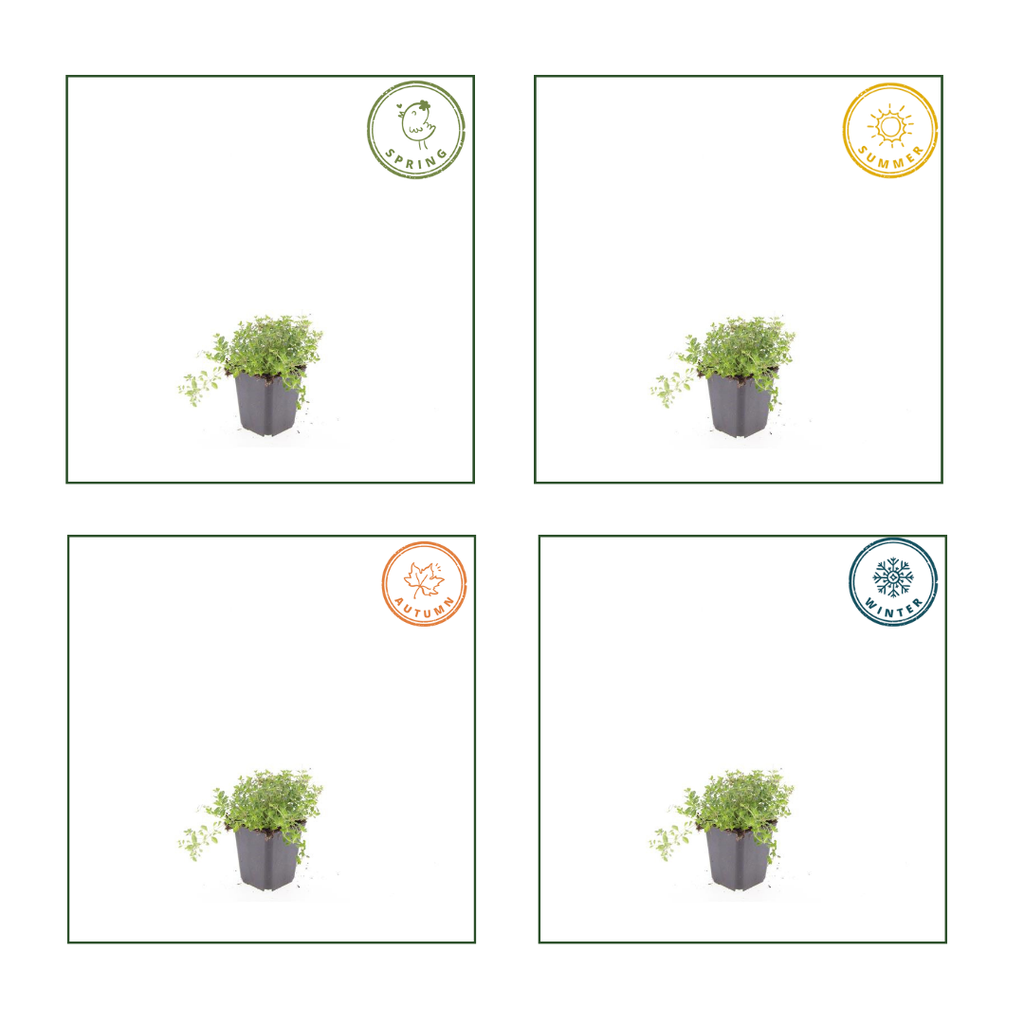 12x thymus serpyllum - ↕10-25cm - Ø9cm