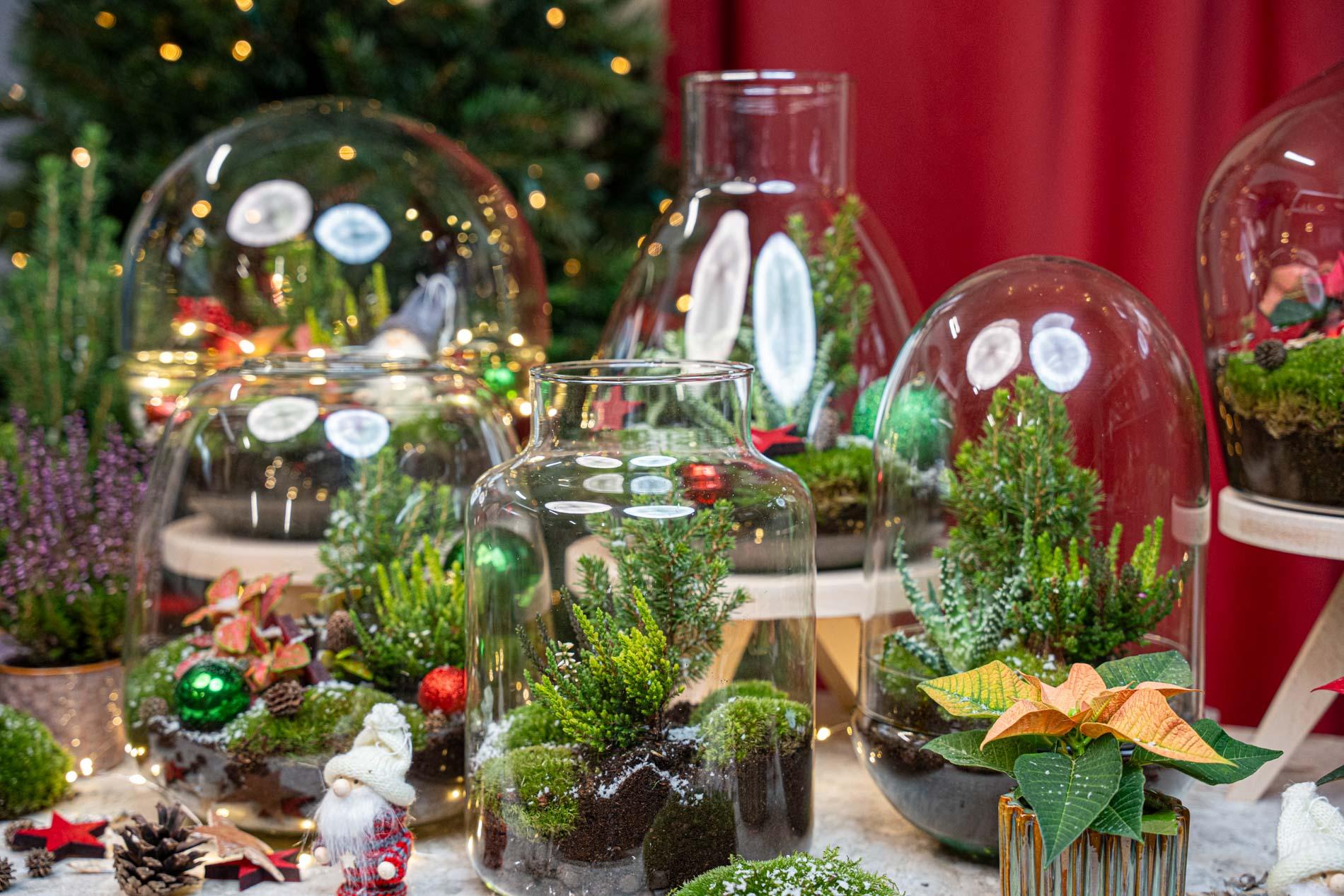 Berry Kerstmis terrarium - Planten terrarium  - DIY kit Christmas - Ø 19 cm ↑ 20 cm