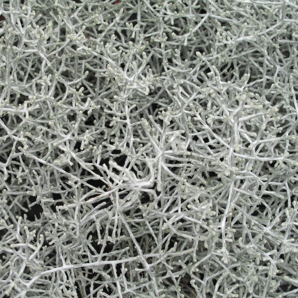 6x Calocephalus (Zilverstruikje) - 10 cm Ø - 15cm ↕