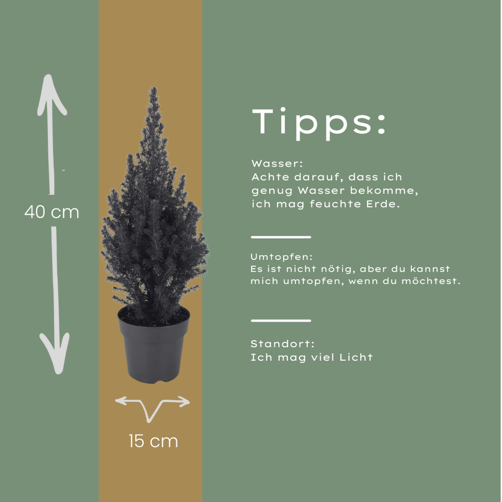 Picea glauca Perfecta - 15 cm Ø - 40 cm ↨