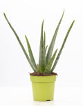 Aloe Vera P&PURE Collection - Ø12cm - ↕40cm