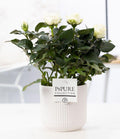 Rosa White In P&PURE Sophie Ceramics White - Ø12cm - ↕30cm