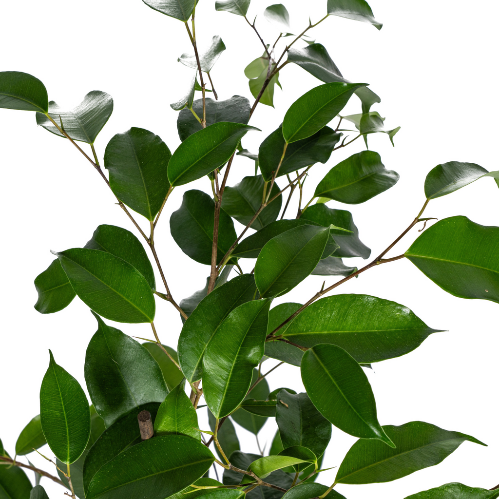 Ficus Benjamina Exotica Ø17cm - ↕60 - 80cm