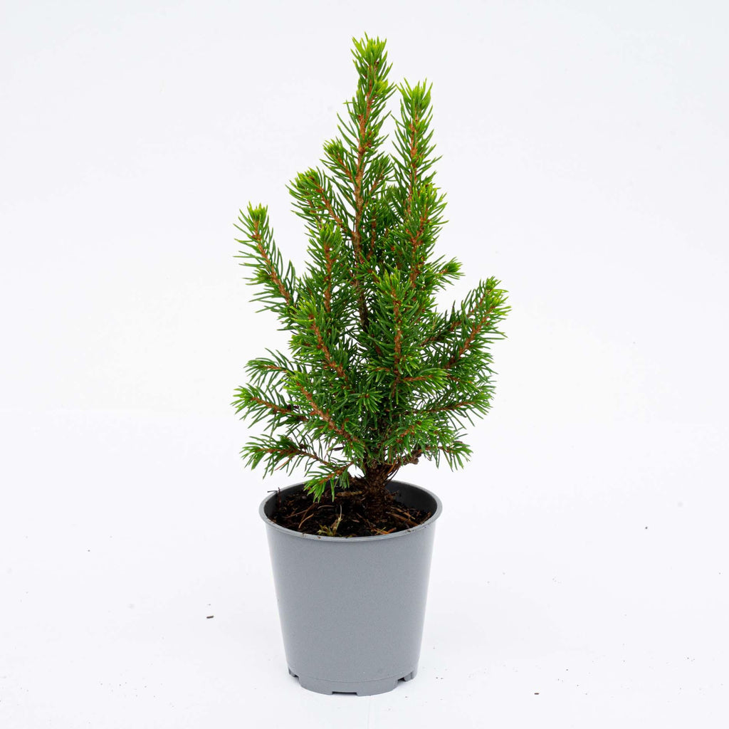 12x Mini-kerstboom - ↑15-20 cm - Ø 6 cm Picea Glauca Perfecta