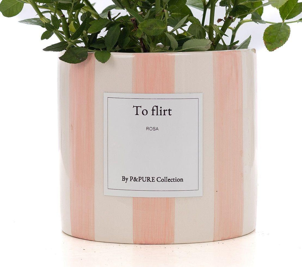Rosa Light Pink Gift "To Flirt" WITH GREETING CARD! - Ø12cm - ↕30cm