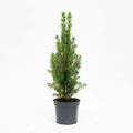 3x Mini Christmas Tree - Picea Glauca Perfecta - 25-30 cm