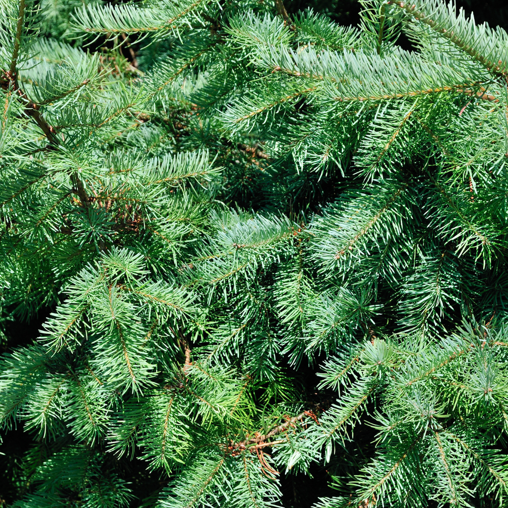 Kleine Kerstboom - 70 cm - Picea Glauca Conica