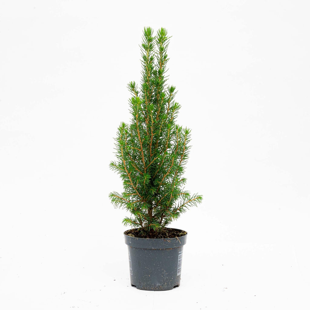 Mini-Kerstboom - Chamaecyparis - 25-30 cm