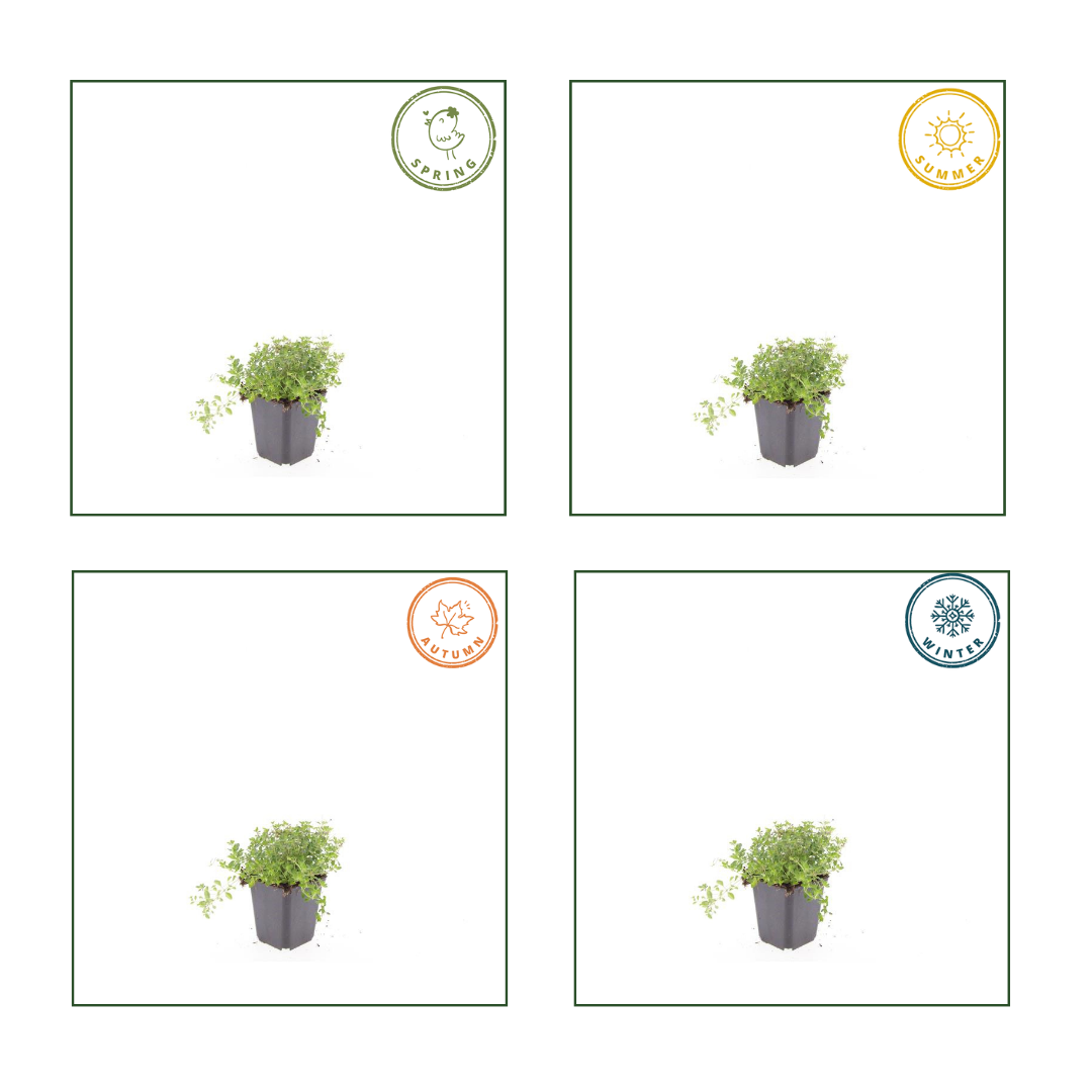 24x thymus serpyllum - ↕10-25cm - Ø9cm