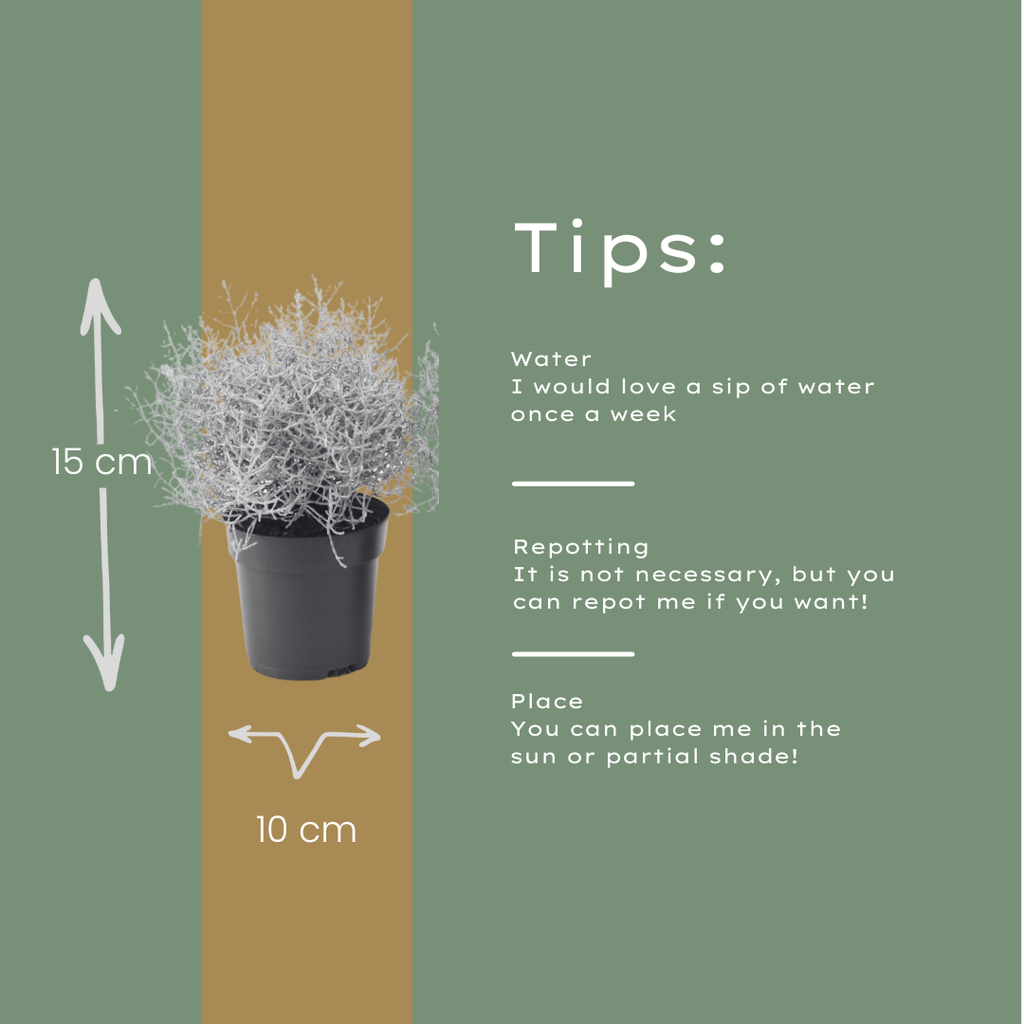6x Calocephalus (Zilverstruikje) - 10 cm Ø - 15cm ↕