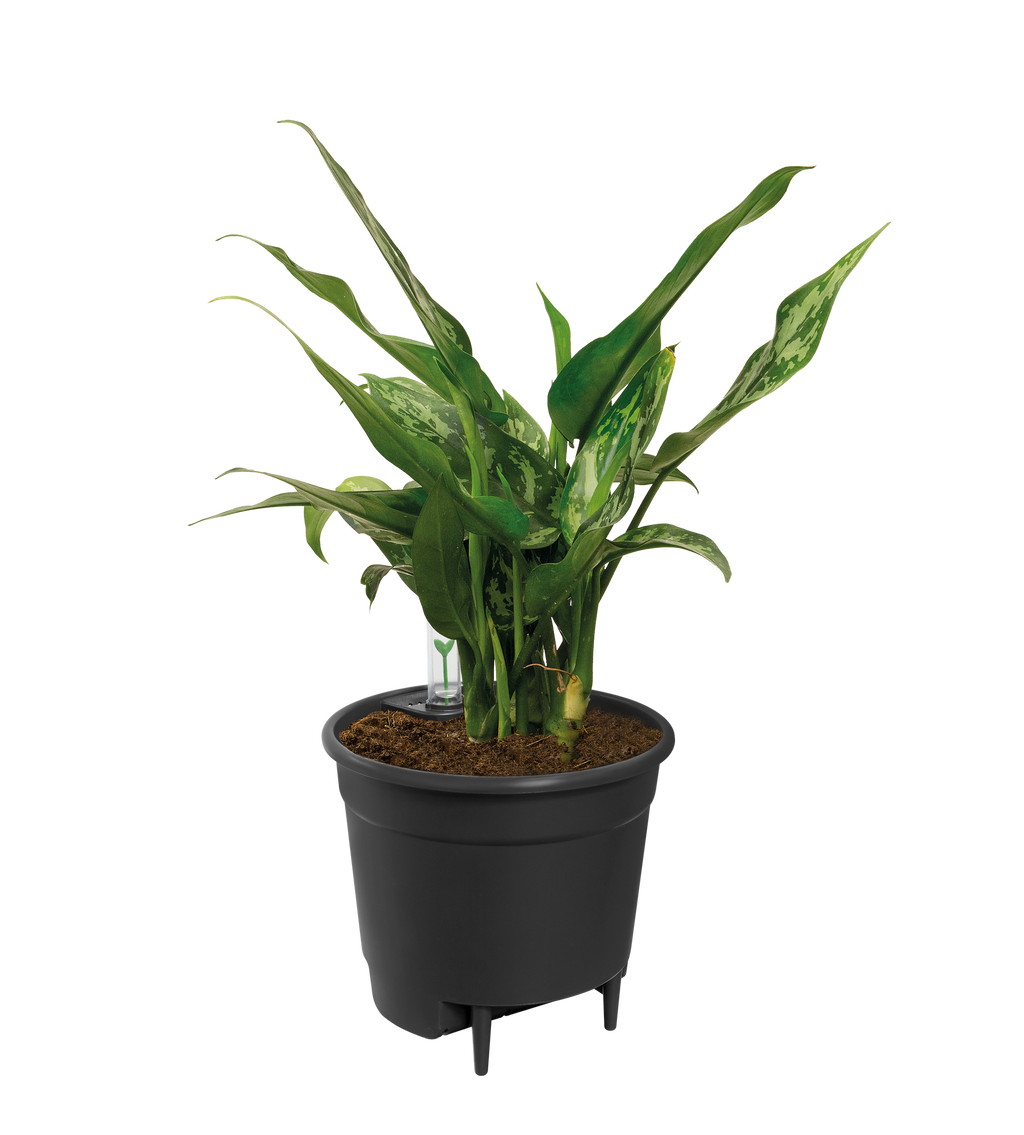 Self Watering Insert - 33 cm
