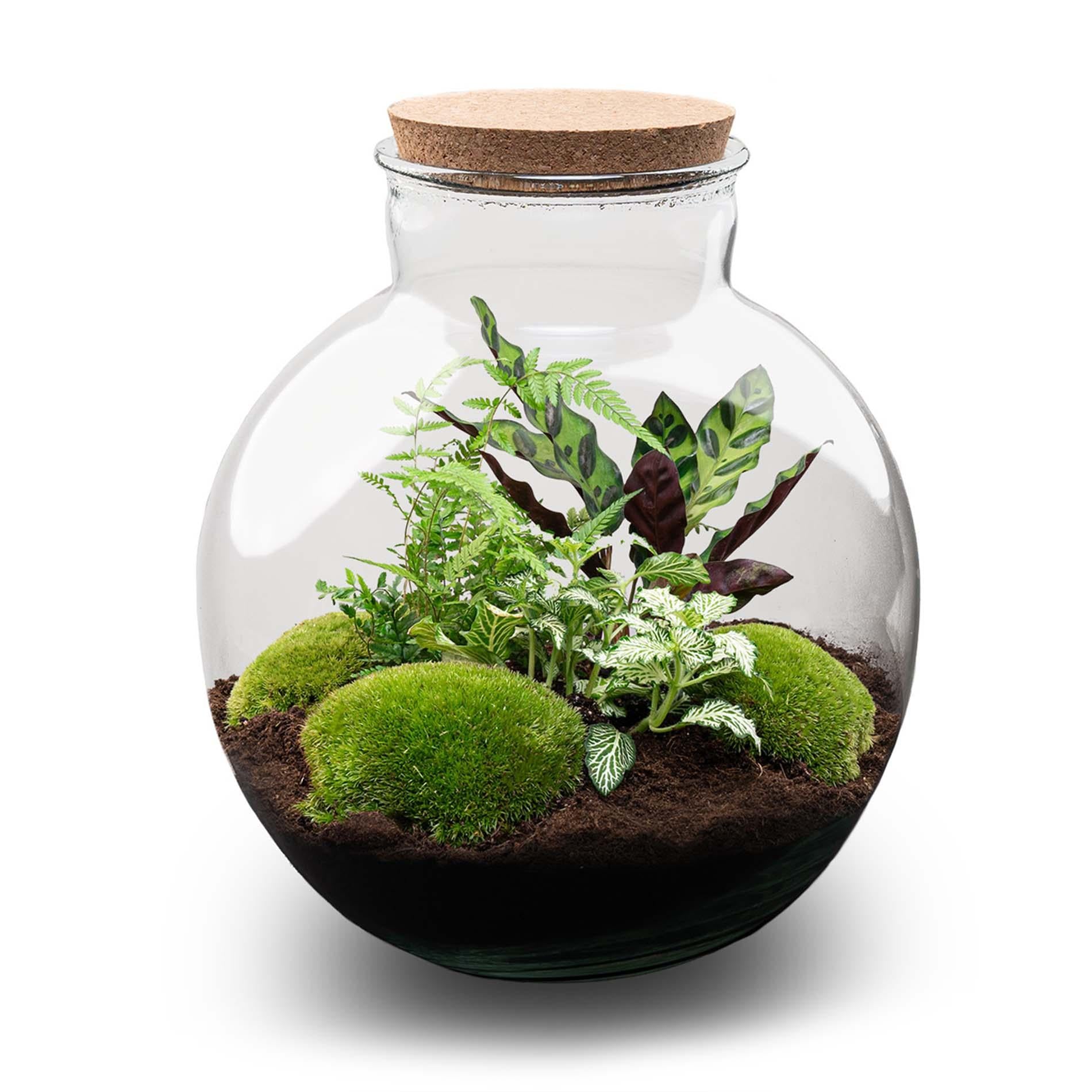 DIY Planten terrarium (met verlichting) - Bolder Bob - Ø 31 cm ↑ 30 cm - No tools
