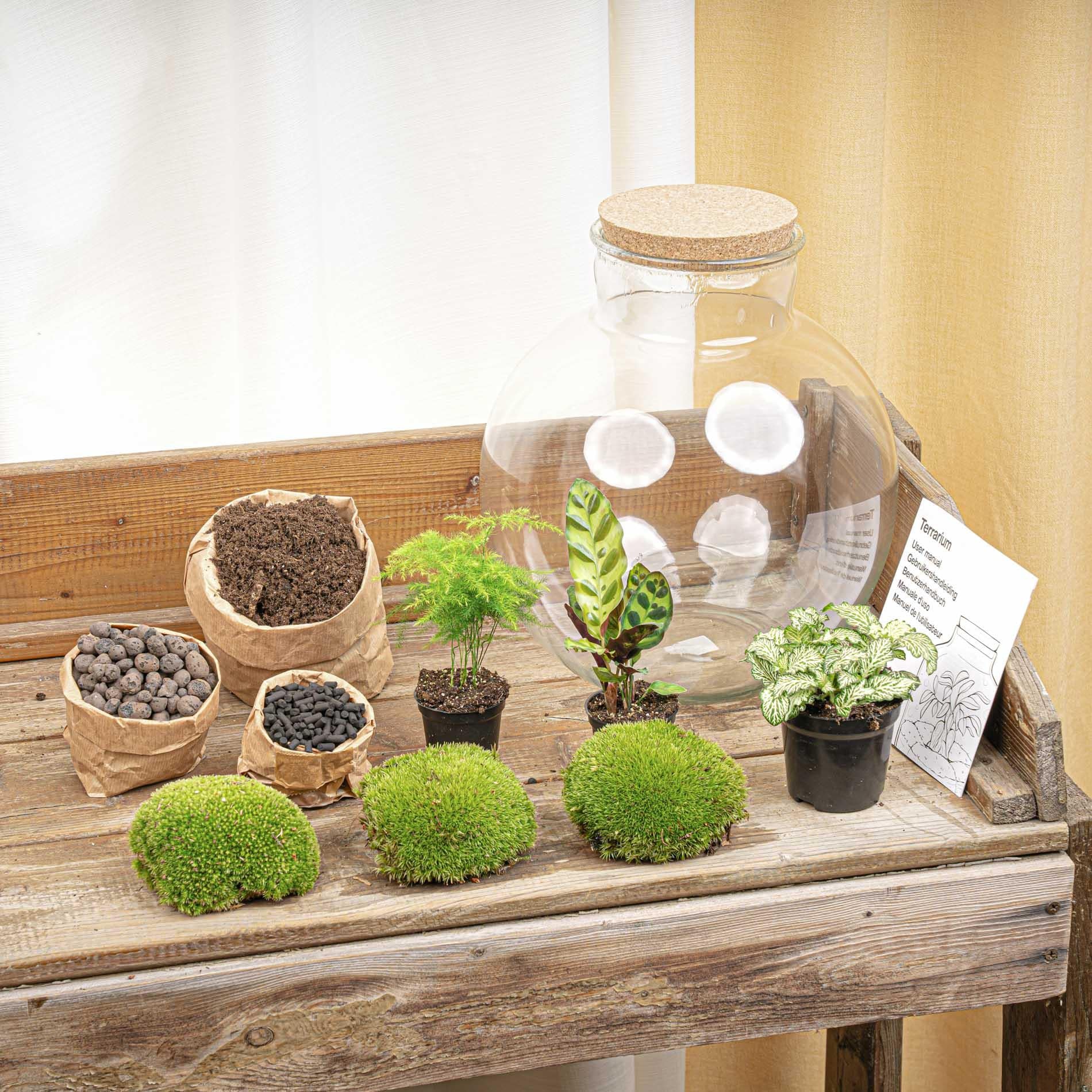 DIY Planten terrarium (met verlichting) - Bolder Bob - Ø 31 cm ↑ 30 cm - No tools