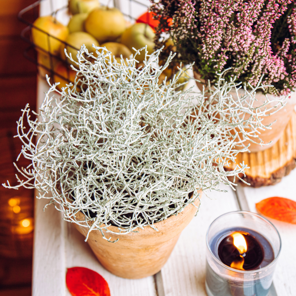 6x Calocephalus (Zilverstruikje) - 10 cm Ø - 15cm ↕