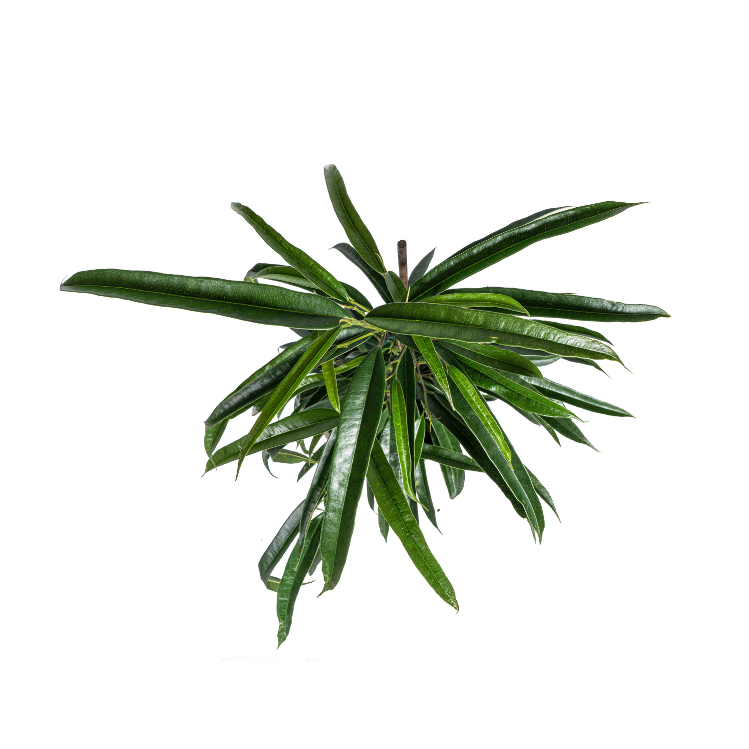 Ficus Binnendijkii Alii Ø17cm - ↕60 - 80cm