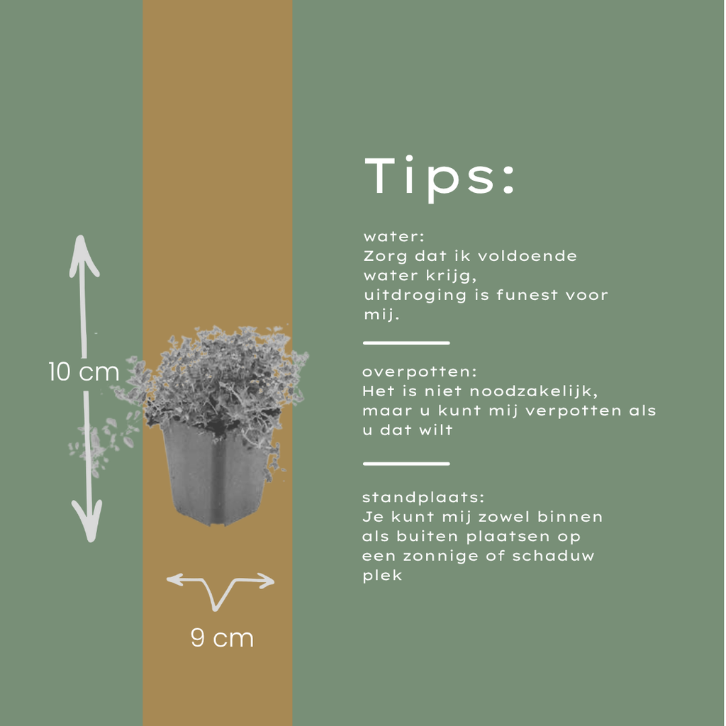 60x thymus serpyllum - ↕10-25cm - Ø9cm