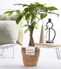 Pachira Aquatica In P&PURE Basket- Ø12cm - ↕45cm