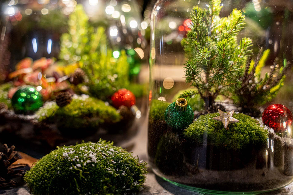 Berry Kerstmis terrarium - Planten terrarium  - DIY kit Christmas - Ø 19 cm ↑ 20 cm
